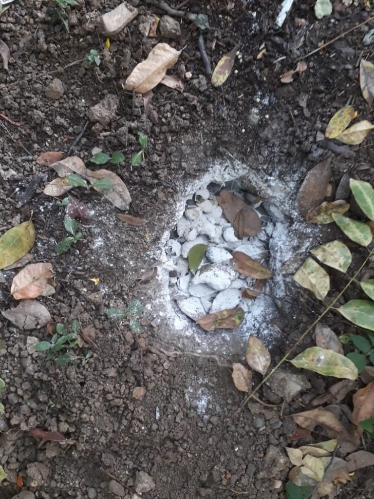 Miniatura