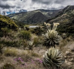 ‘miPáramo’ fortalece la conservación ambiental