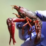 langostilla roja en Santander