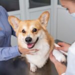 Jornada de esterilización de animales de calle en San Gil